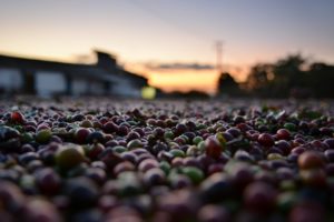 Coffee is a promising crop for the Peruvian Eeconomy