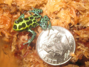 Ranitomeya mirabilis, one of the colorful species of Peruvian frogs subjected to trafficking.