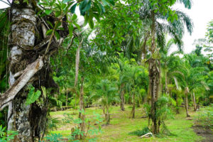 yasuni national park