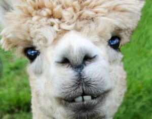 alpacas peru